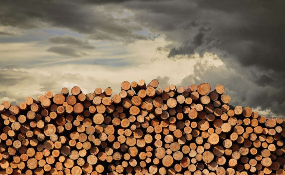 Holzproduktion